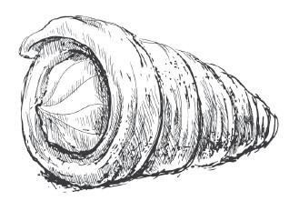 Иллюстрация к книге — Подарок молодым хозяйкам, или Средство к уменьшению расходов в домашнем хозяйстве [i_024.jpg]