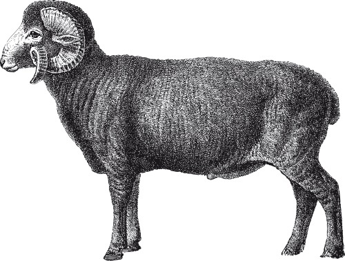 Иллюстрация к книге — Подарок молодым хозяйкам, или Средство к уменьшению расходов в домашнем хозяйстве [i_079.jpg]