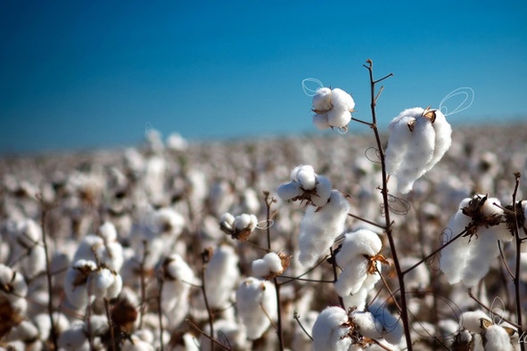 Иллюстрация к книге — Альтерфит. Восточная программа для женской красоты и полного очищения организма и души [image6_58f487d56ff3c1f861293eb6_jpg.jpg]