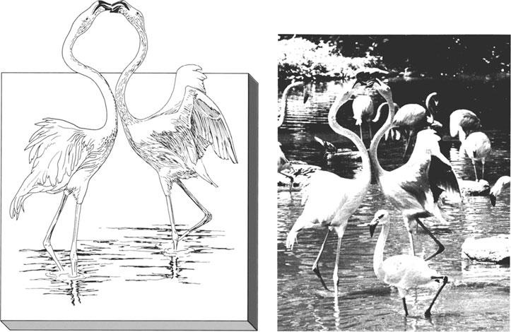 Иллюстрация к книге — Реклама. Принципы и практика [_207.jpg]