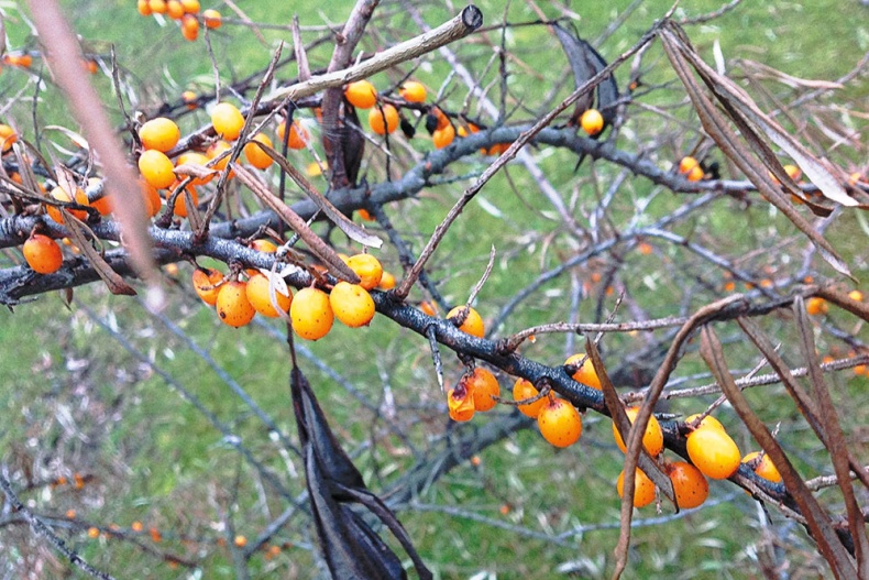 Иллюстрация к книге — (Не)Кулинарная книга. Писательская кухня на Бородинском поле [i_014.jpg]