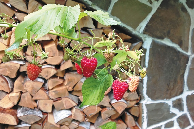 Иллюстрация к книге — (Не)Кулинарная книга. Писательская кухня на Бородинском поле [i_030.jpg]