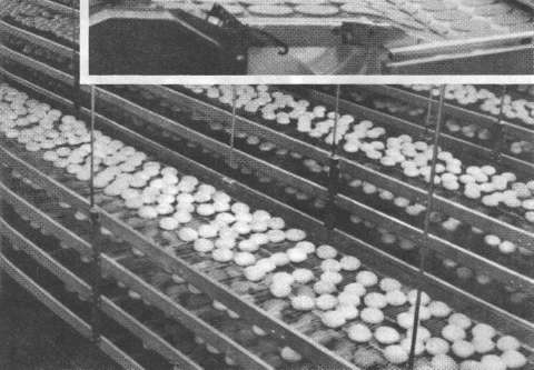 Иллюстрация к книге — McDonald's. О чем молчит БИГМАК? [i_030.jpg]