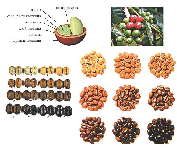 Иллюстрация к книге — Кофейня. С чего начать, как преуспеть [i_049.jpg]