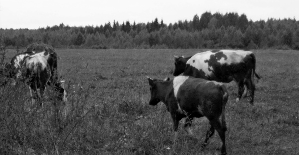 Иллюстрация к книге — Создание успешного социального предприятия [i_057.jpg]