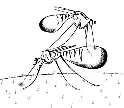 Иллюстрация к книге — Не может быть. Парадоксы в рекламе, бизнесе и жизни [i_155.jpg]