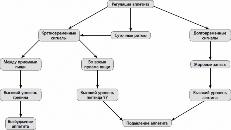 Иллюстрация к книге — Кишечник долгожителя. 7 принципов диеты, замедляющей старение [_06.jpg]