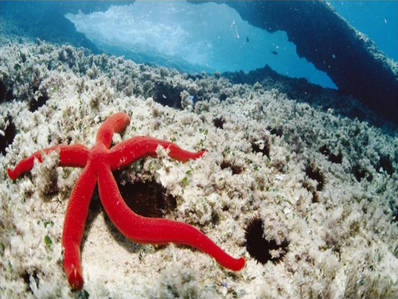 Иллюстрация к книге — От идеи до прибыли. Система продаж через интернет [zirka.jpg]