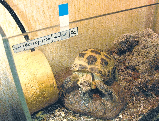 Иллюстрация к книге — Тайм-менеджмент для детей. Книга продвинутых родителей [ch04_cherep.jpg]