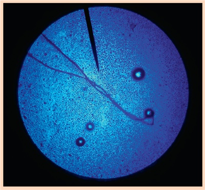 Иллюстрация к книге — Счастливый клевер человечества. Всеобщая история открытий, технологий, конкуренции и богатства [i_129.jpg]