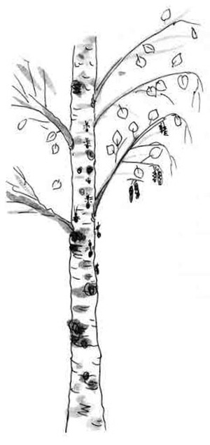 Иллюстрация к книге — Армас. Зона надежды [i_060.jpg]