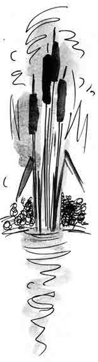 Иллюстрация к книге — Армас. Зона надежды [i_073.jpg]