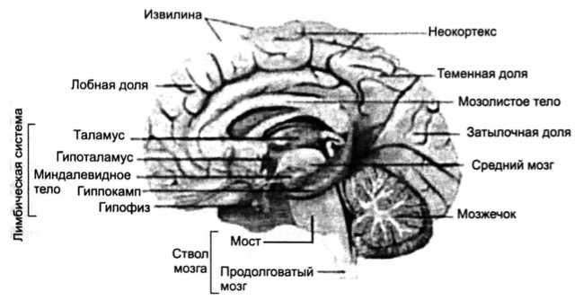 Иллюстрация к книге — Фобии, утраты, разочарования. Как исцелиться от психологических травм [i_004.jpg]