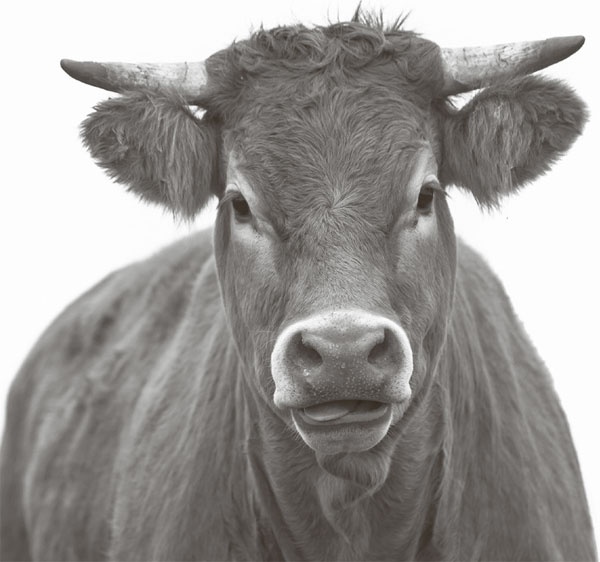 Иллюстрация к книге — Кухонные шпаргалки [_21.jpg]