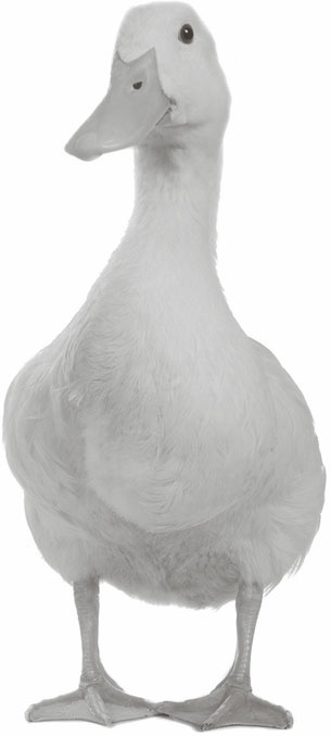 Иллюстрация к книге — Кухонные шпаргалки [_28.jpg]