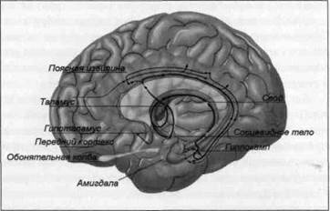 Иллюстрация к книге — Нейромаркетинг. Визуализация эмоций [i_003.jpg]
