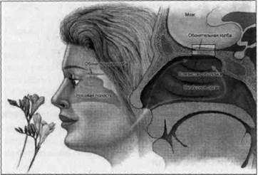 Иллюстрация к книге — Нейромаркетинг. Визуализация эмоций [i_019.jpg]
