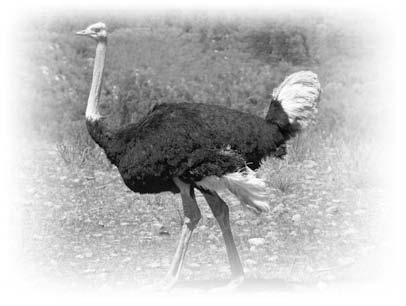 Иллюстрация к книге — Нецензурные заметки Евгения Сивкова о российском консалтинге [i_188.jpg]