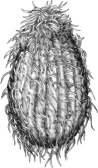 Иллюстрация к книге — Эффект теломер. Революционный подход к более молодой, здоровой и долгой жизни [i_011.jpg]