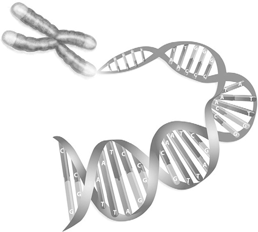 Иллюстрация к книге — Эффект теломер. Революционный подход к более молодой, здоровой и долгой жизни [i_012.jpg]