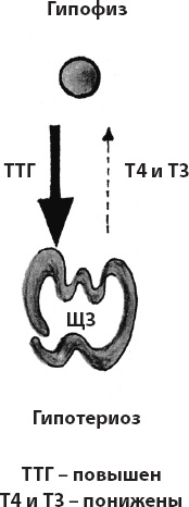 Иллюстрация к книге — Что со мной, доктор? Вся правда о щитовидной железе [_13.jpg]