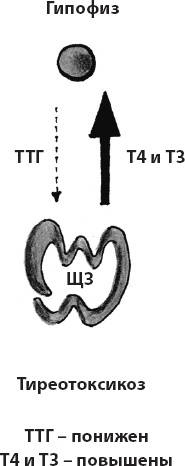 Иллюстрация к книге — Что со мной, доктор? Вся правда о щитовидной железе [_14.jpg]