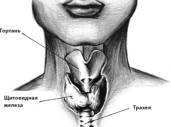 Иллюстрация к книге — Что со мной, доктор? Вся правда о щитовидной железе [_3.jpg]