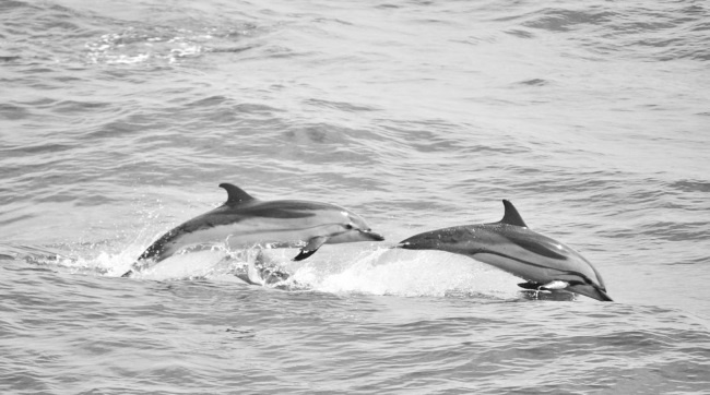 Иллюстрация к книге — Войны прошлого и будущего [i_074.jpg]