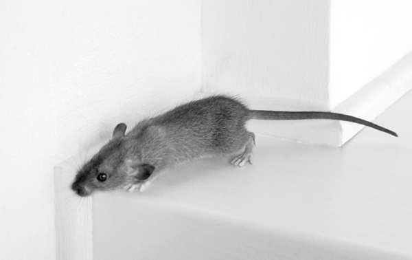 Иллюстрация к книге — Войны прошлого и будущего [i_105.jpg]