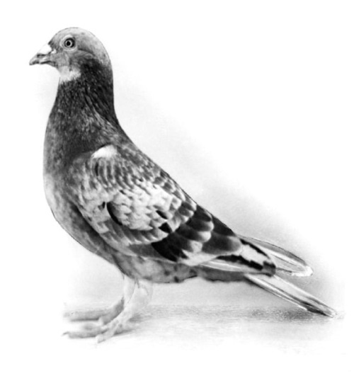 Иллюстрация к книге — Войны прошлого и будущего [i_107.jpg]