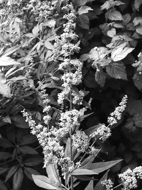 Иллюстрация к книге — Живица Земная. Советы и рецепты от известного травника [_02.jpg]