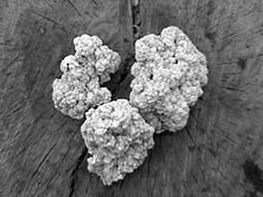 Иллюстрация к книге — Живица Земная. Советы и рецепты от известного травника [_04.jpg]