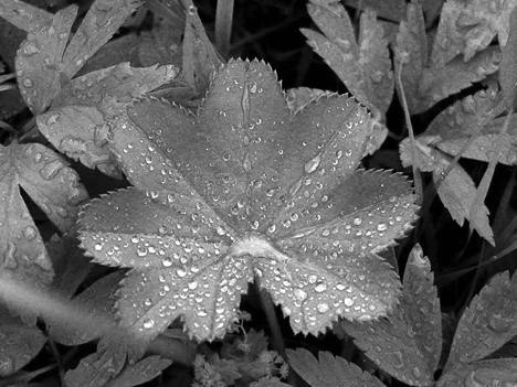 Иллюстрация к книге — Живица Земная. Советы и рецепты от известного травника [_07.jpg]