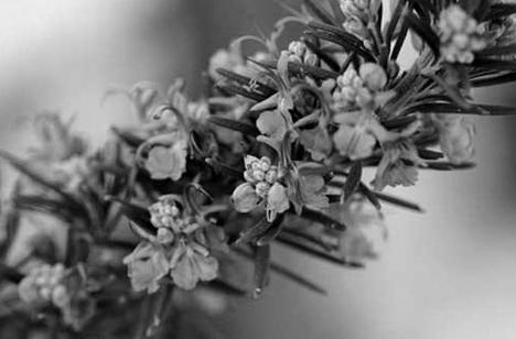 Иллюстрация к книге — Живица Земная. Советы и рецепты от известного травника [_08.jpg]