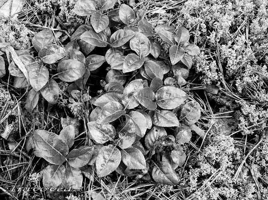 Иллюстрация к книге — Живица Земная. Советы и рецепты от известного травника [_09.jpg]