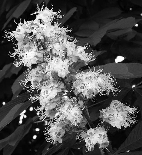 Иллюстрация к книге — Живица Земная. Советы и рецепты от известного травника [_10.jpg]