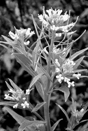 Иллюстрация к книге — Живица Земная. Советы и рецепты от известного травника [_11.jpg]