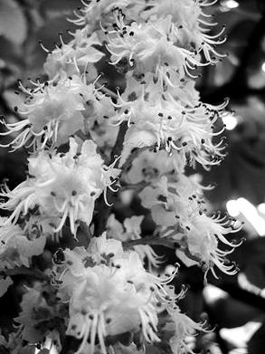 Иллюстрация к книге — Живица Земная. Советы и рецепты от известного травника [_14.jpg]