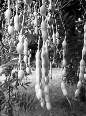 Иллюстрация к книге — Живица Земная. Советы и рецепты от известного травника [_18.jpg]