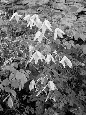 Иллюстрация к книге — Живица Земная. Советы и рецепты от известного травника [_25.jpg]