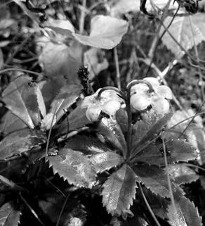 Иллюстрация к книге — Живица Земная. Советы и рецепты от известного травника [_27.jpg]