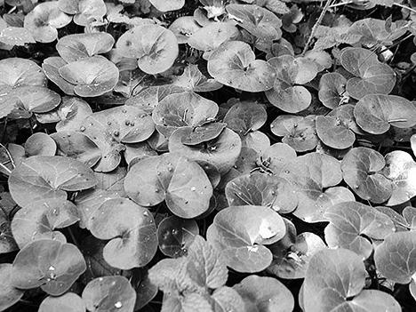 Иллюстрация к книге — Живица Земная. Советы и рецепты от известного травника [_32.jpg]