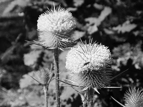 Иллюстрация к книге — Живица Земная. Советы и рецепты от известного травника [_34.jpg]