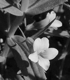 Иллюстрация к книге — Живица Земная. Советы и рецепты от известного травника [_35.jpg]