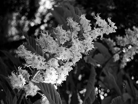 Иллюстрация к книге — Живица Земная. Советы и рецепты от известного травника [_36.jpg]