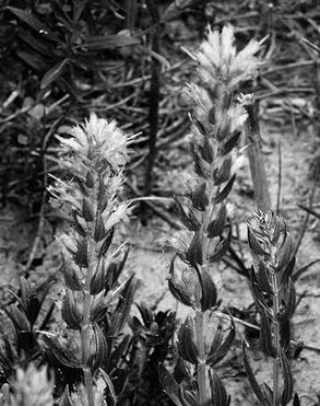 Иллюстрация к книге — Живица Земная. Советы и рецепты от известного травника [_39.jpg]