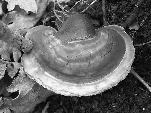 Иллюстрация к книге — Живица Земная. Советы и рецепты от известного травника [_42.jpg]