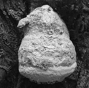 Иллюстрация к книге — Живица Земная. Советы и рецепты от известного травника [_43.jpg]