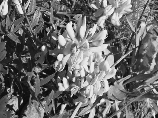 Иллюстрация к книге — Живица Земная. Советы и рецепты от известного травника [_47.jpg]