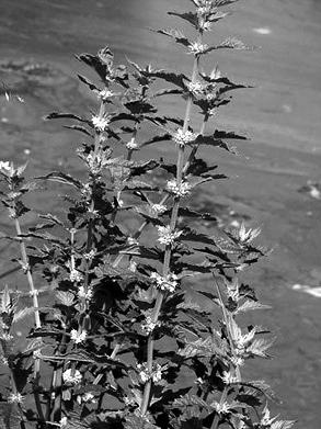 Иллюстрация к книге — Живица Земная. Советы и рецепты от известного травника [_48.jpg]